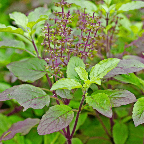 nurserylive-seeds-krishna-tulsi-tulsi-black-0-5-kg-seeds-112929