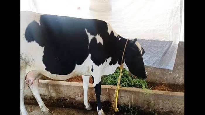 गाय ने नहीं दिया 3 दिन से दूध, बछड़ा 3 दिन से है भूखा।