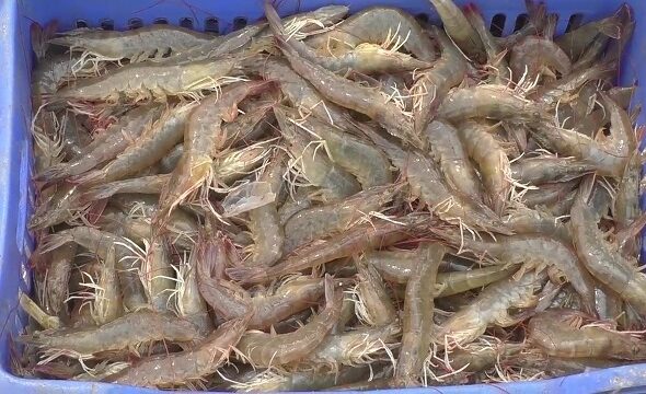 70 एकड़ खारे पानी की भूमि में हो रहा झींगा पालन, 40 एकड़ और क्षेत्र होगा शामिल