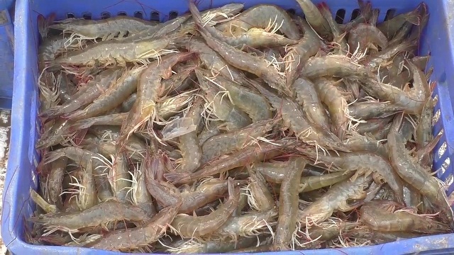 70 एकड़ खारे पानी की भूमि में हो रहा झींगा पालन, 40 एकड़ और क्षेत्र होगा शामिल